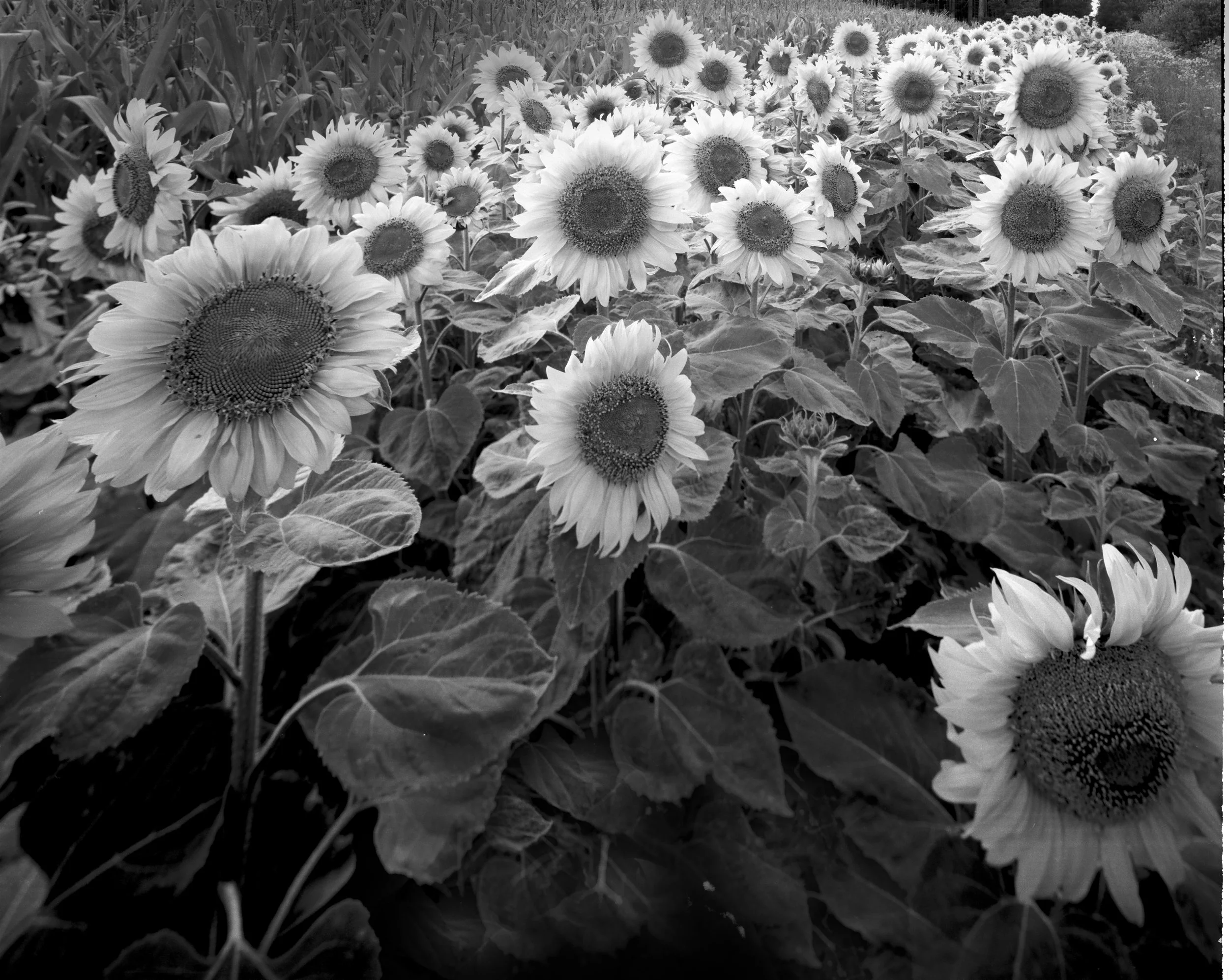 BLeibow_belgium sunflowers2.jpg