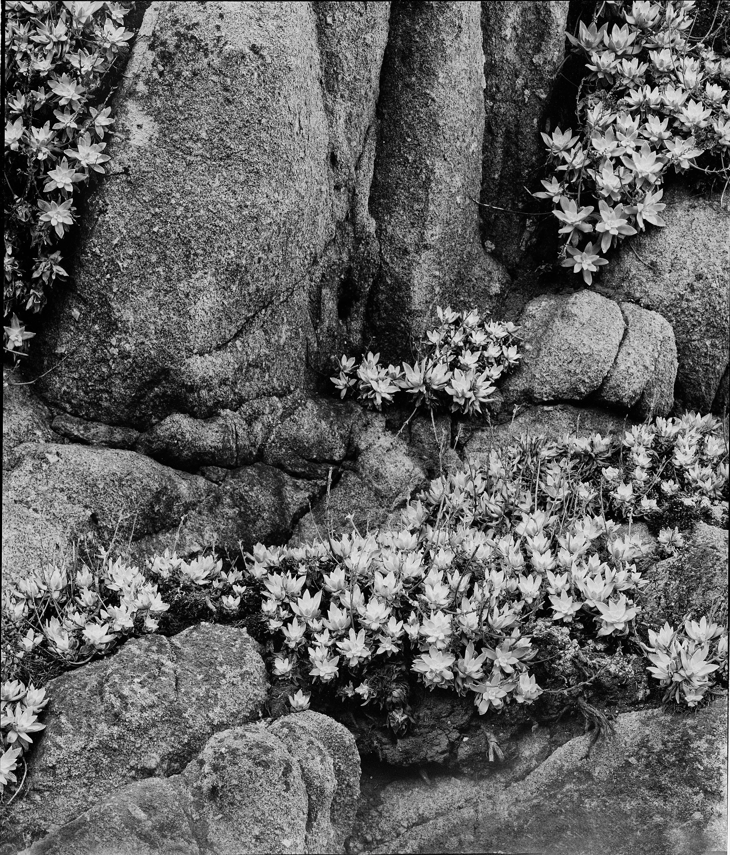 BLeibow_pt lobos plants_small.jpg