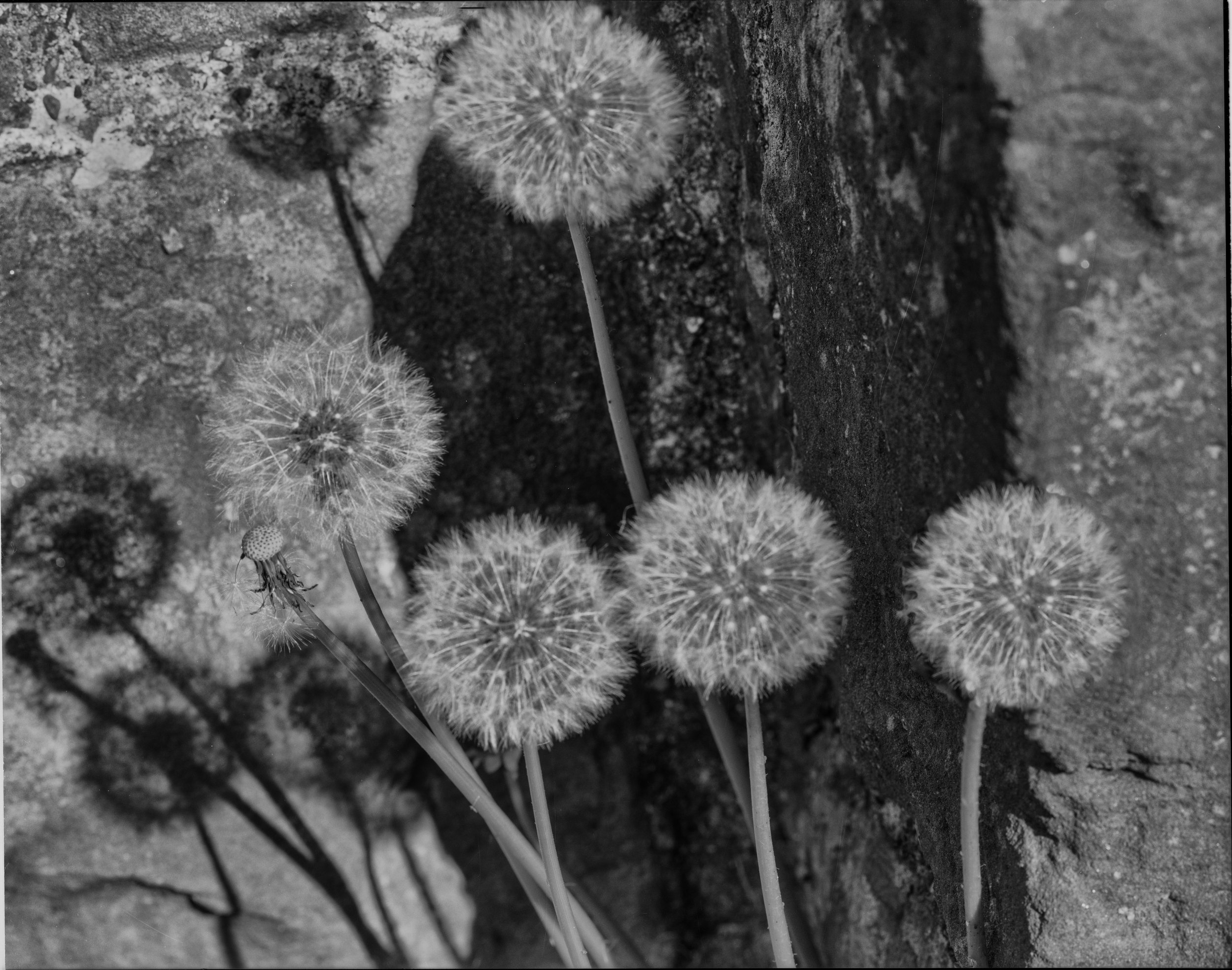 BLeibow_dandelions_small.jpg