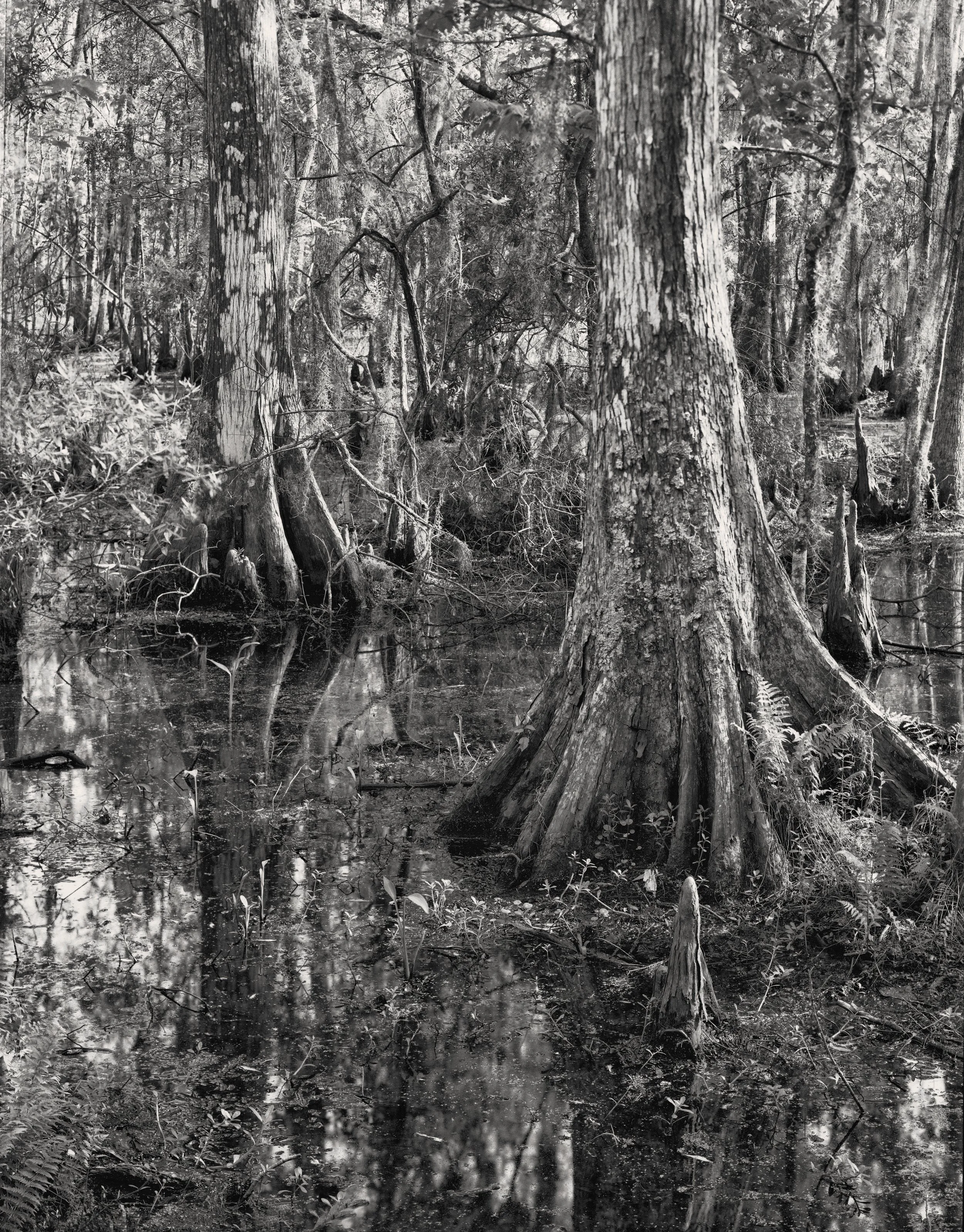 BLeibow_swamp2_small.jpg