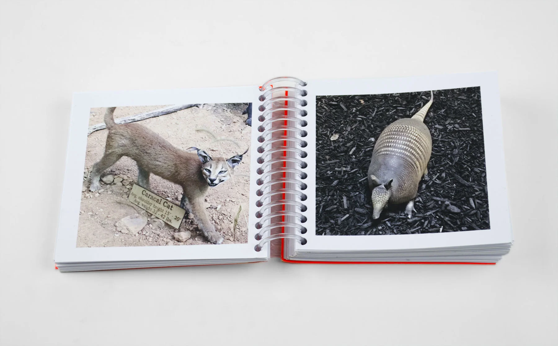 Animals_05.jpg
