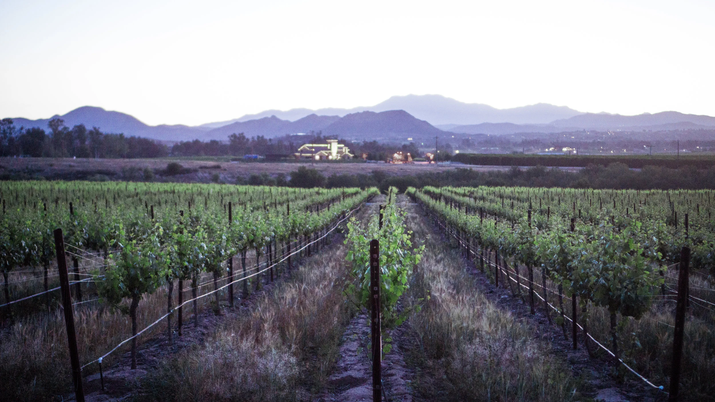 field 2 Really Not Radio_.jpg