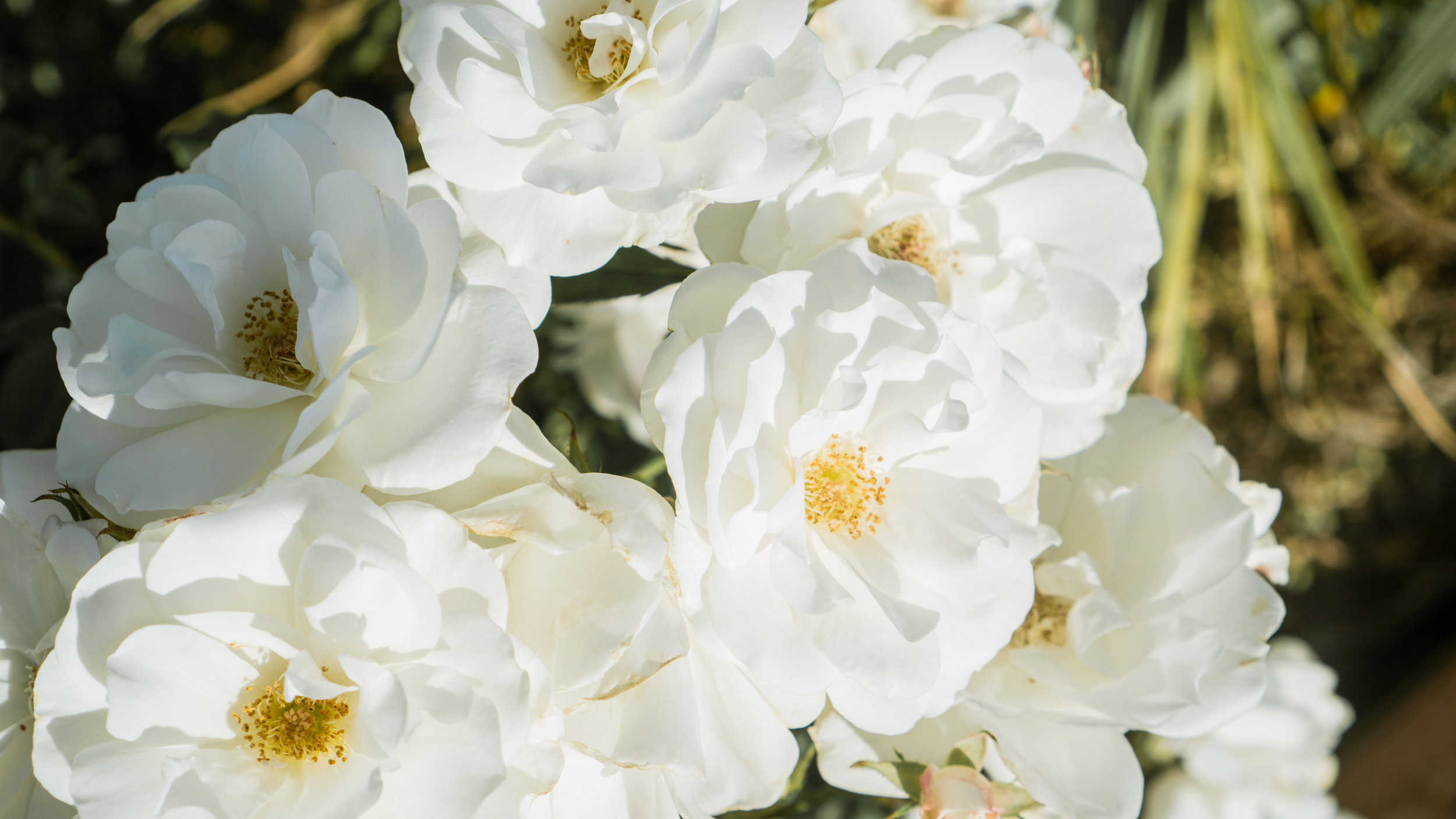 flowers Really Not Radio_.jpg