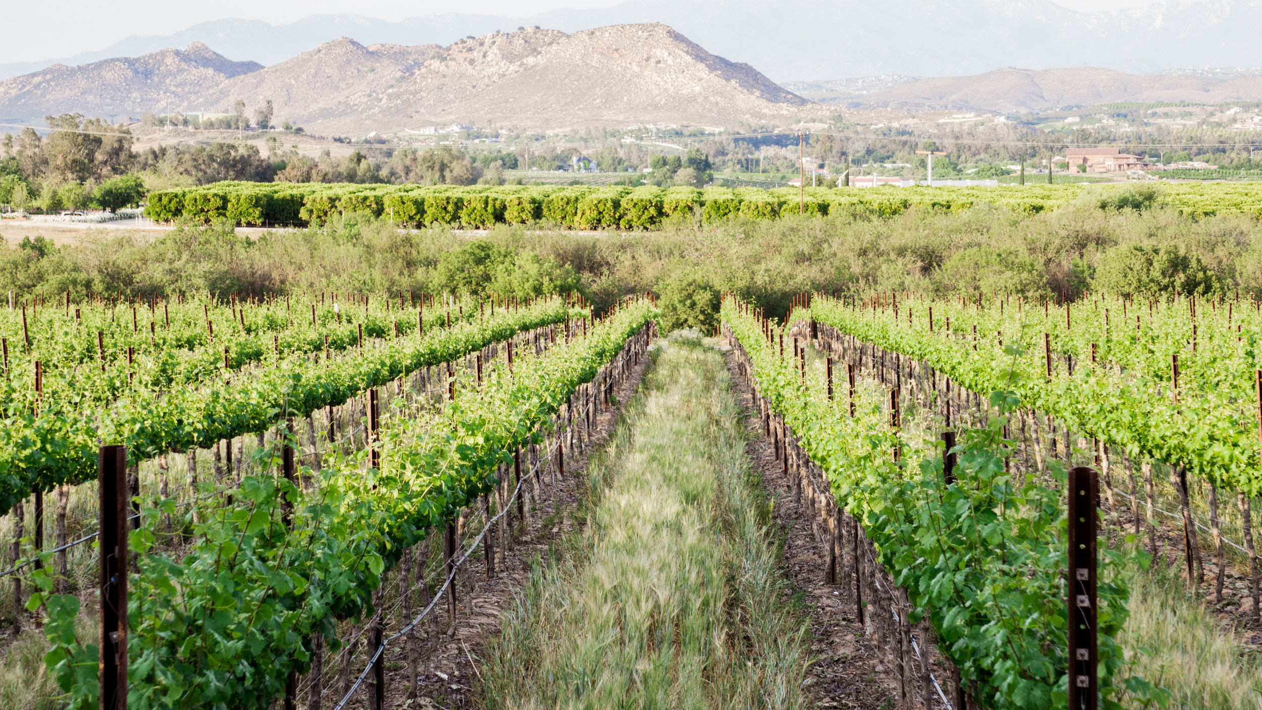 field Really Not Radio_.jpg