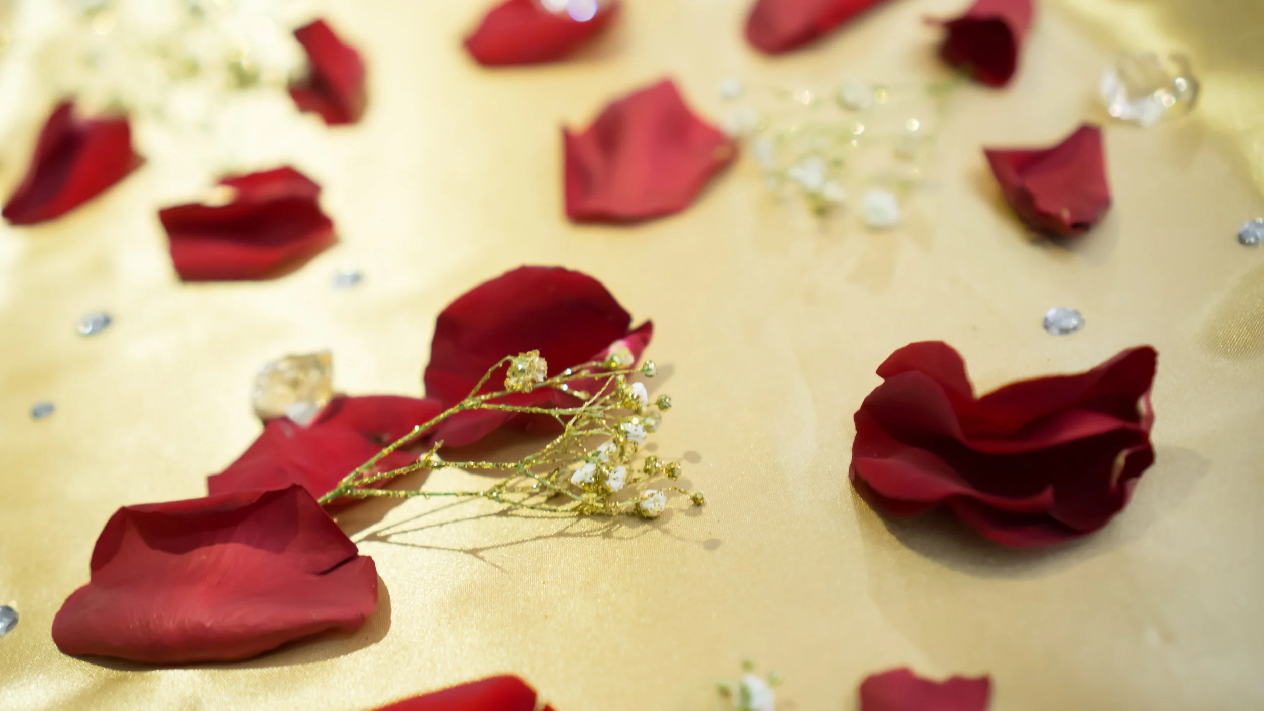 rose petals Really Not Radio_.jpg