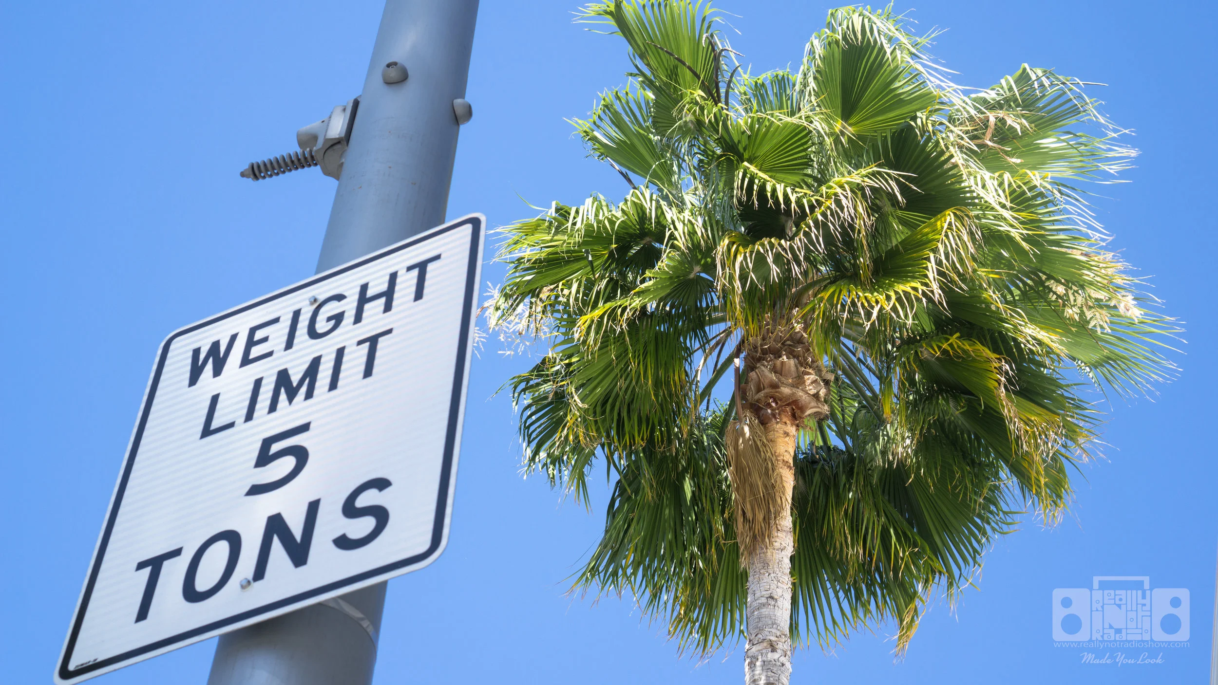 Heavy Rodeo Drive Palm Tree.jpg