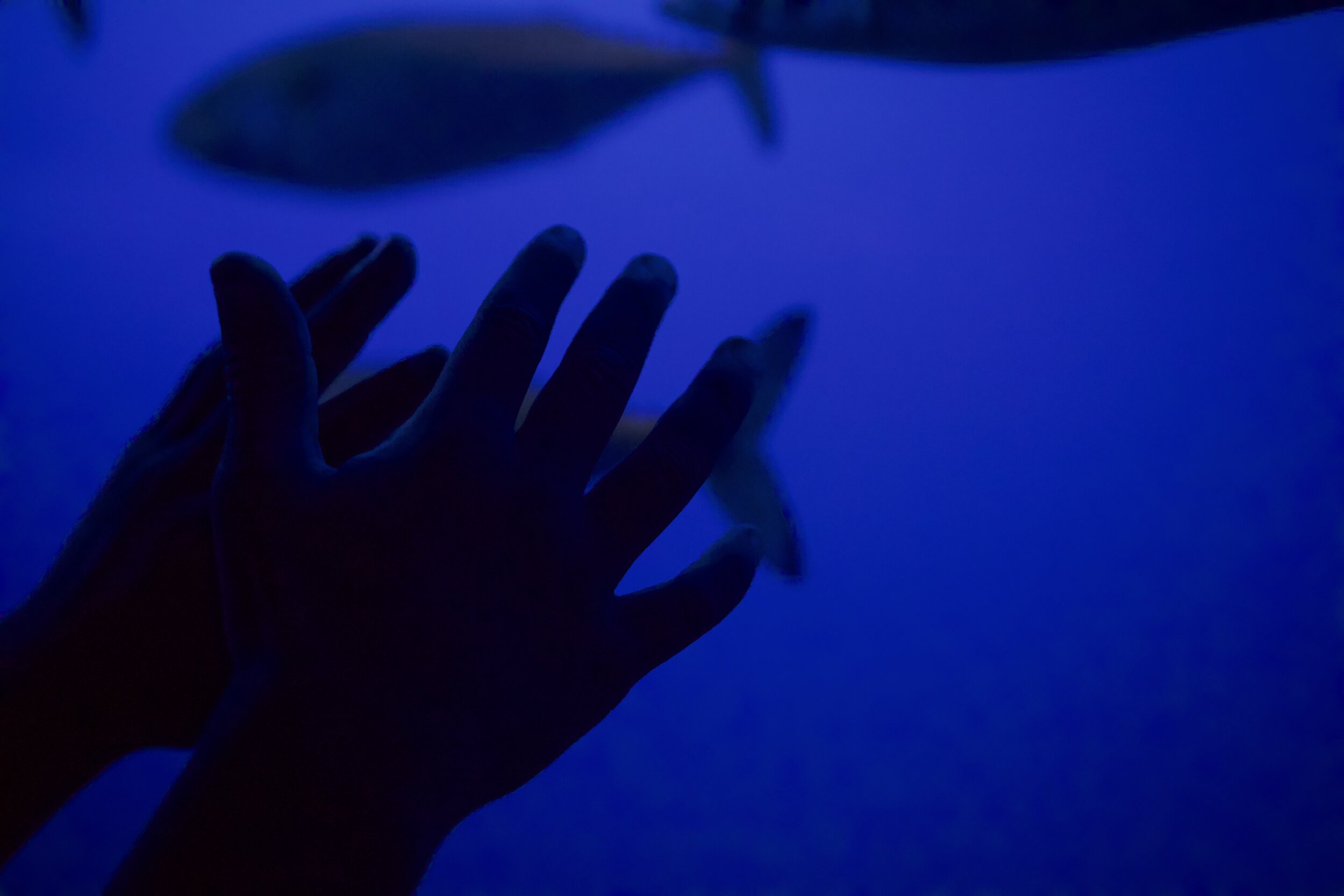 Hands Aquarium.jpg