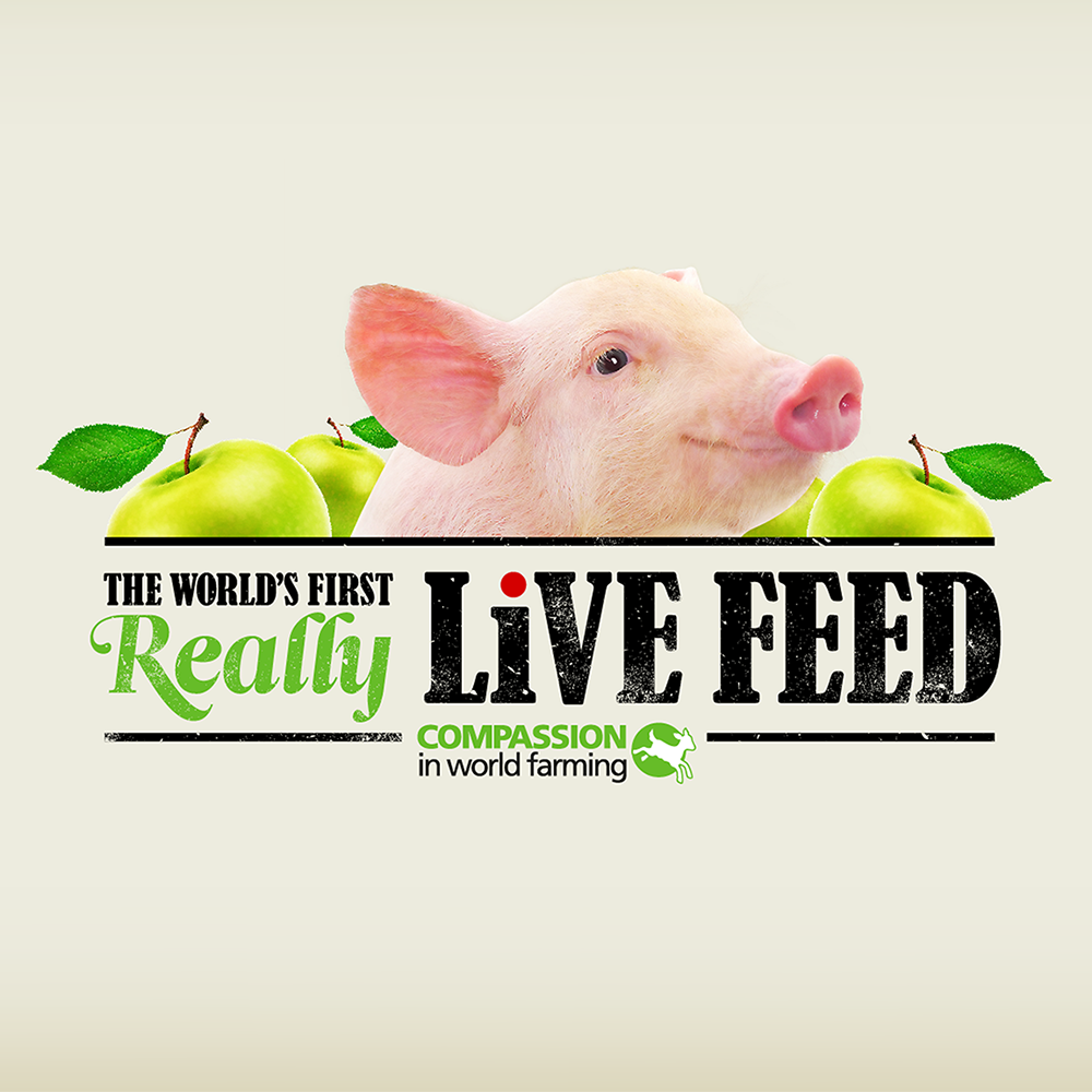 _0000_Pigs.png