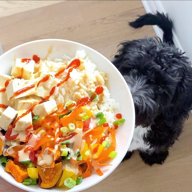 M O O C H &mdash; Duke wanted in and I don&rsquo;t blame him!! I whipped up this delicious lunch bowl real quick with the help of some precooked Jasmine rice and last night&rsquo;s leftover diced veggies 👉🏼 Jasmine rice, tofu, tomato, shredded carr