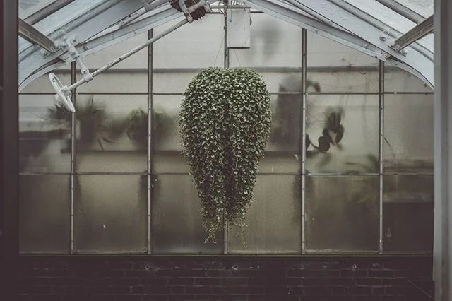 #longwood #plantlife