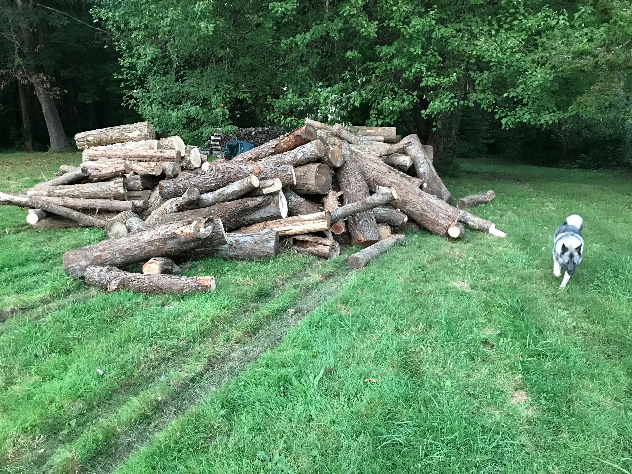 wood.jpg