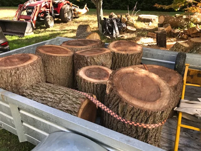 Black Walnut Haul.jpg
