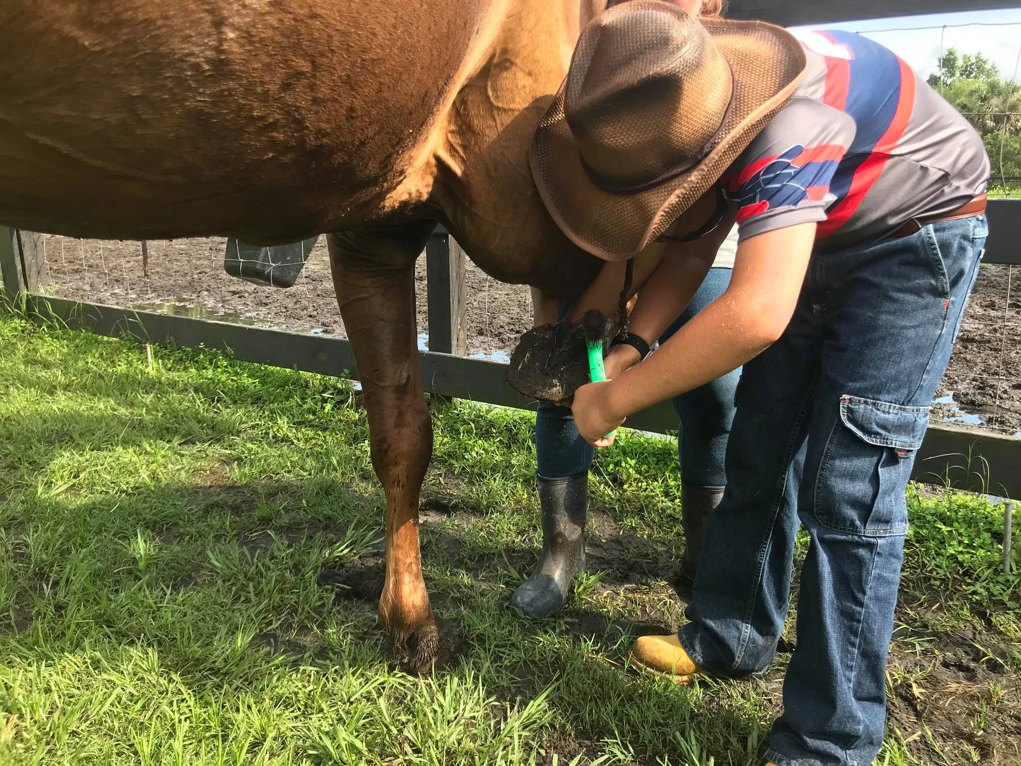 picking hoof.jpg