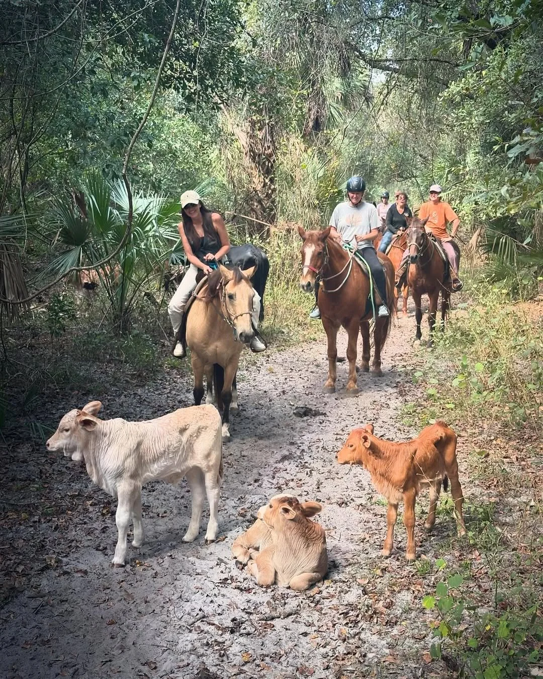 Trail riders stopped on a sandy trail while three calves rest in the path in front of the horses