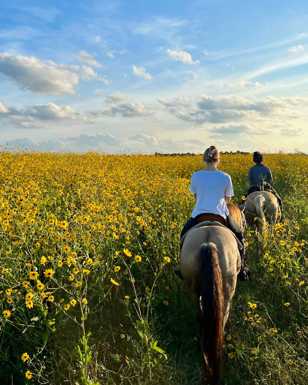 Two riders on horseback heading into the sunflower field at sunset