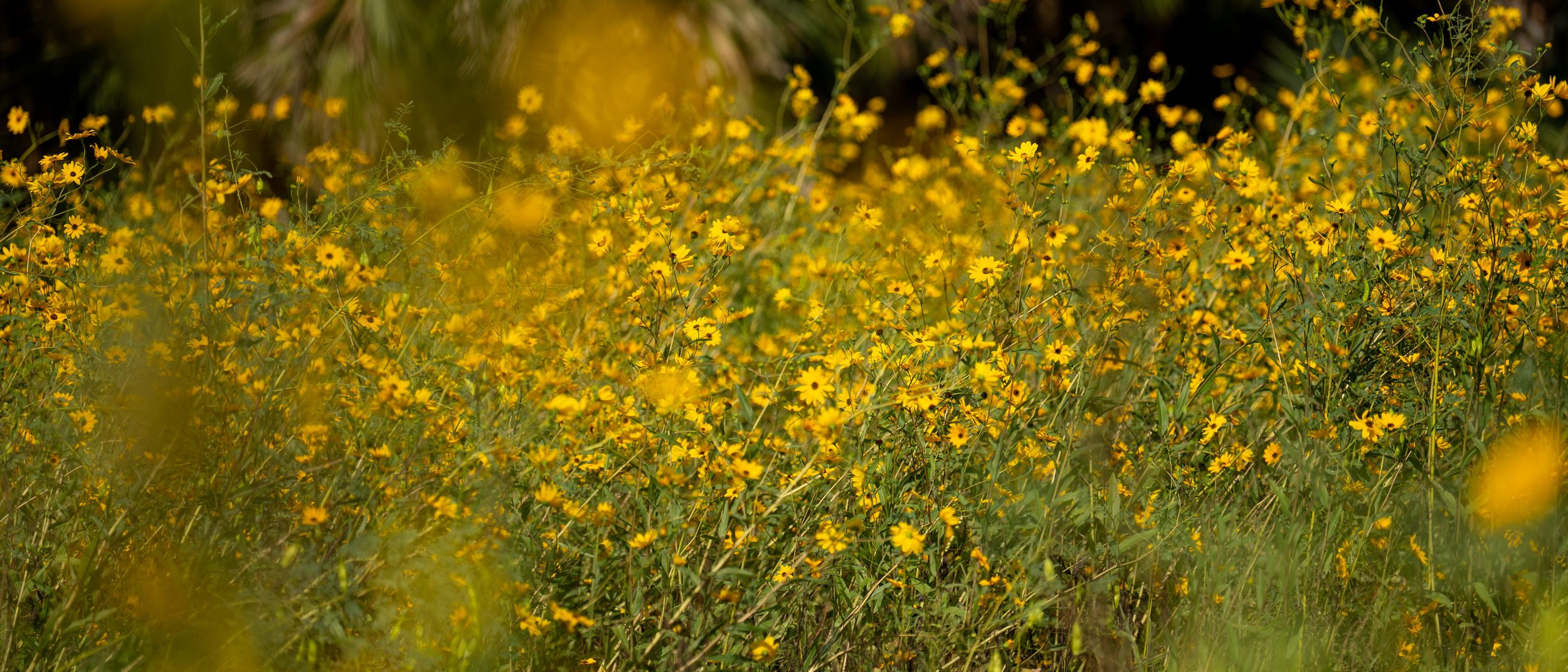 swamp-sunflowers-lake-jesup-band.jpg