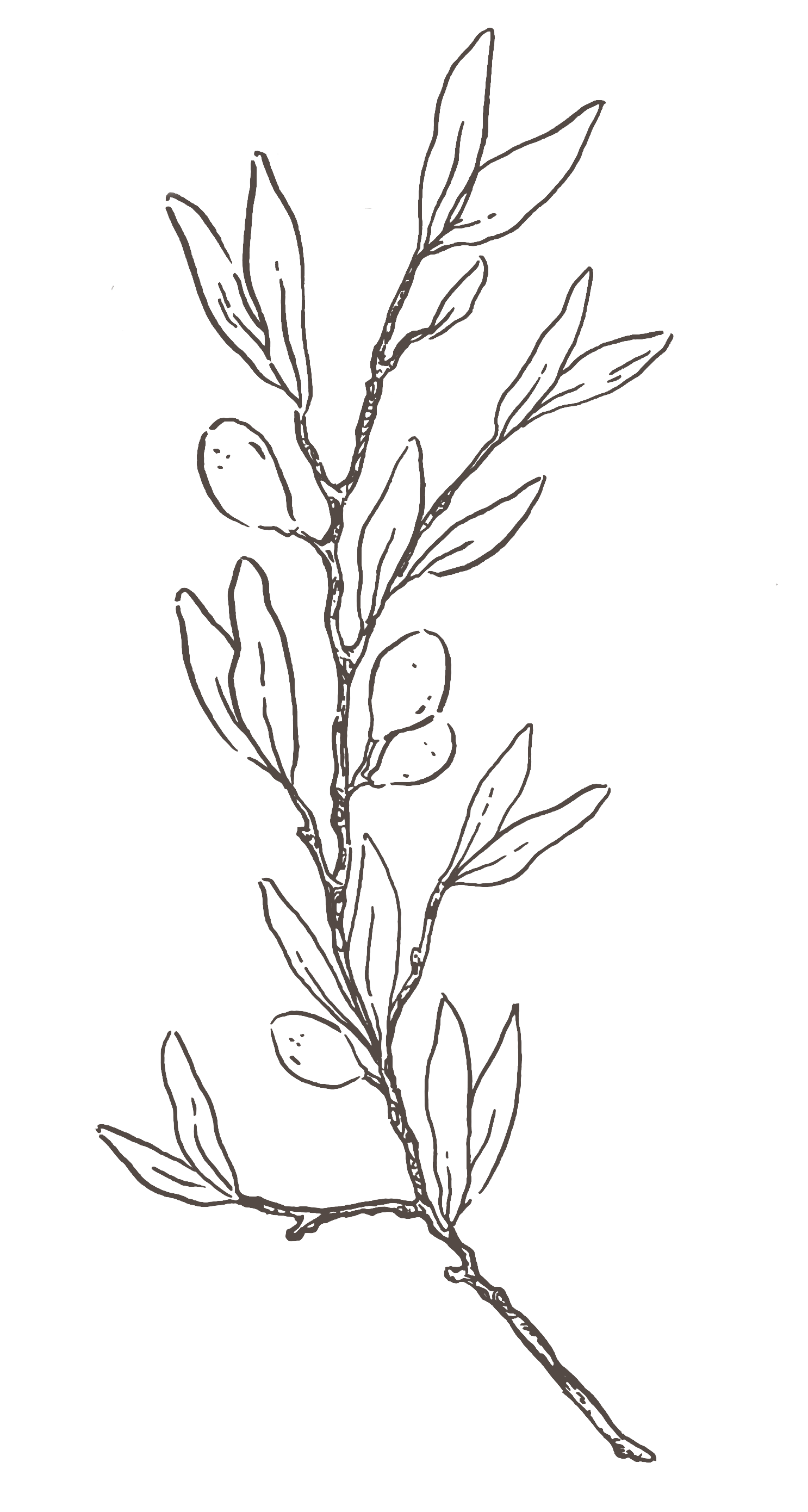 OliveBranch_2.png