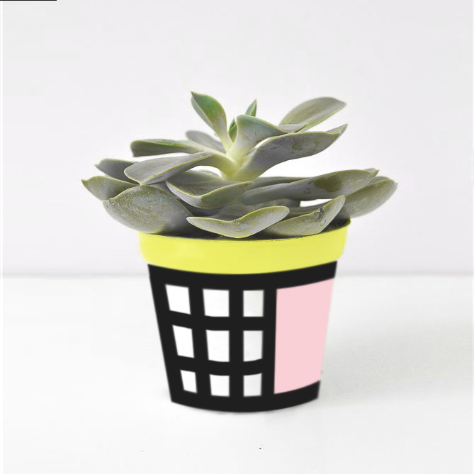 succulent2.jpg