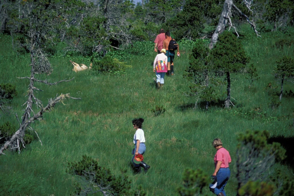0206223107066_imageeditor_Meadow_hike.jpg