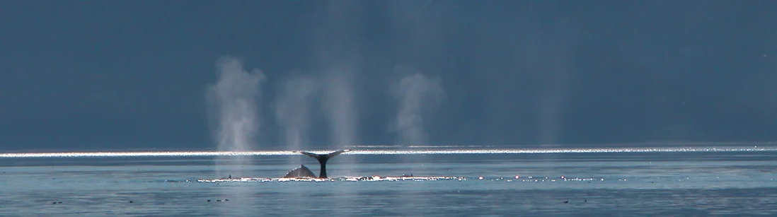 0206223805558_imageeditor_Whale_panorama.jpg