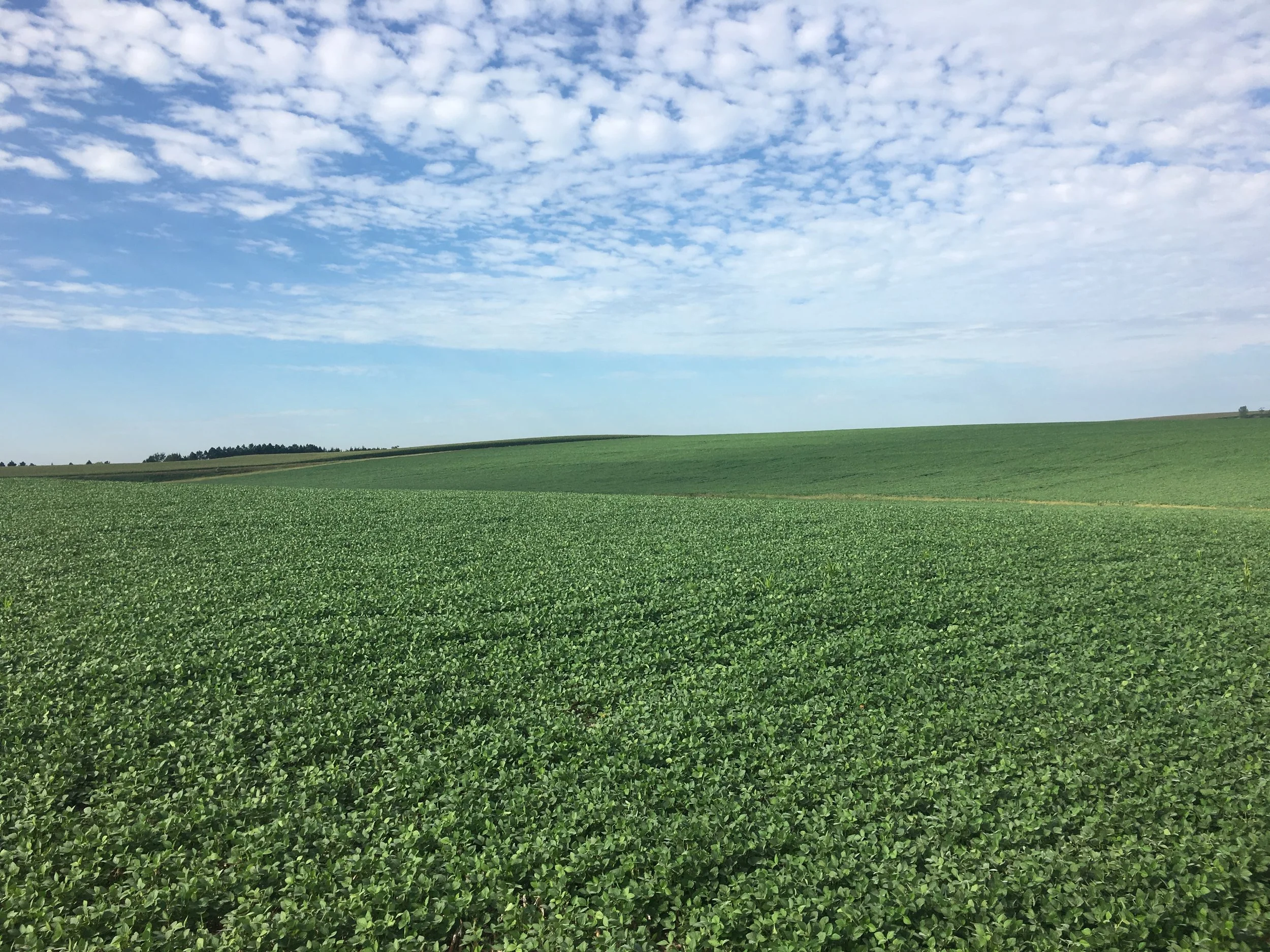 LAND AUCTION  154.33 Acres Colfax County Irrigated Farm