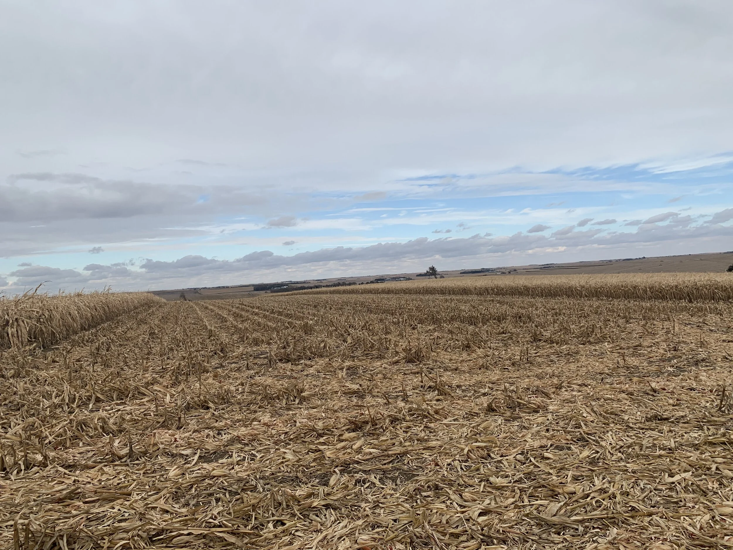 Land For Sale 78.36 +/ Acres Colfax Co. Farm — Land Mark Management