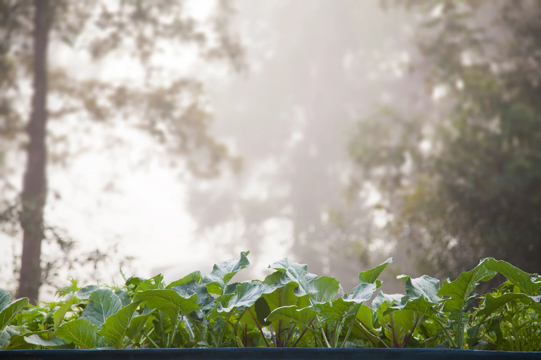 IMG_2723-Misty-Morning.jpg