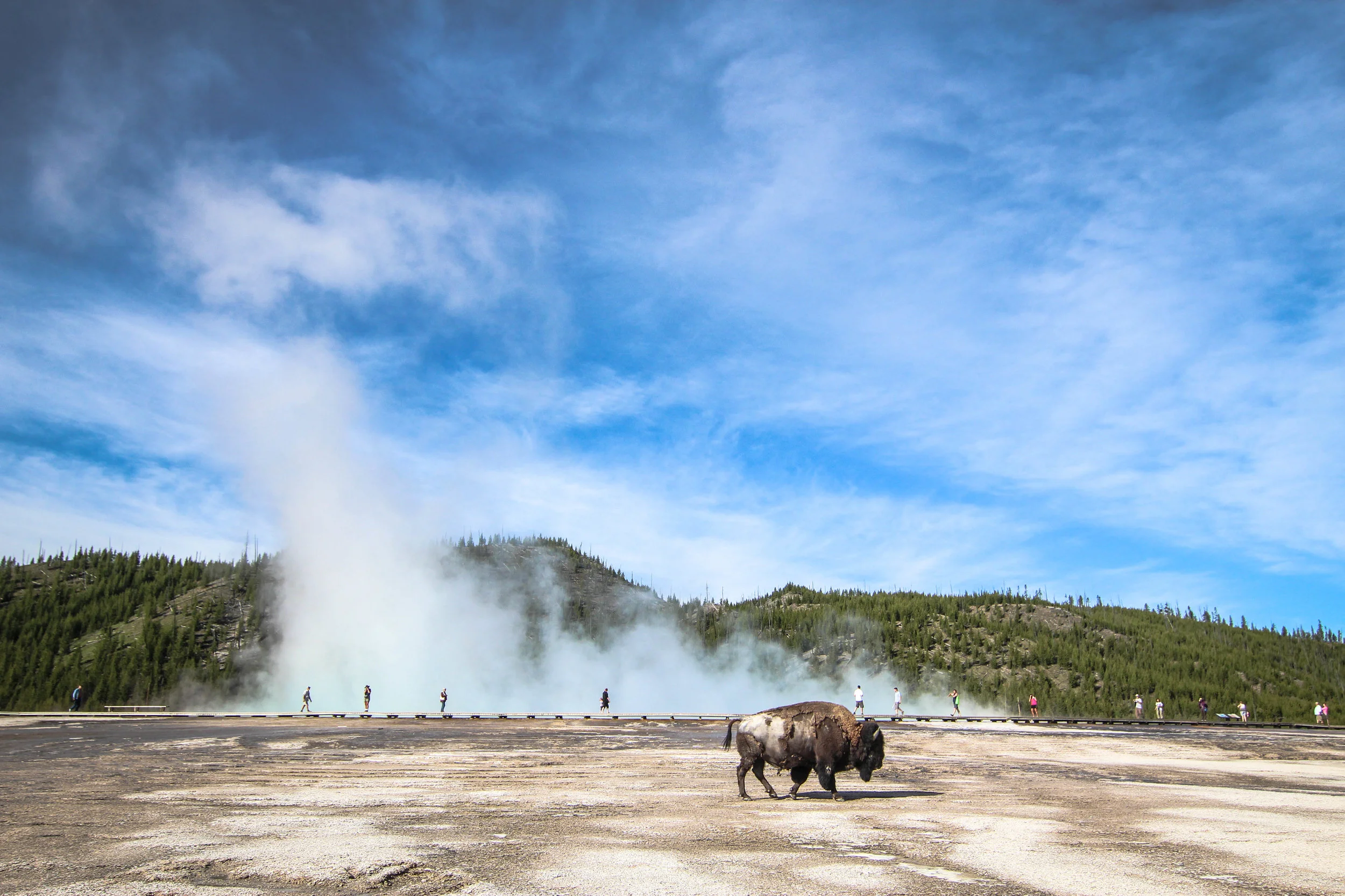 Yellowstone National Park // Photo: Me! (Randy Johnson)