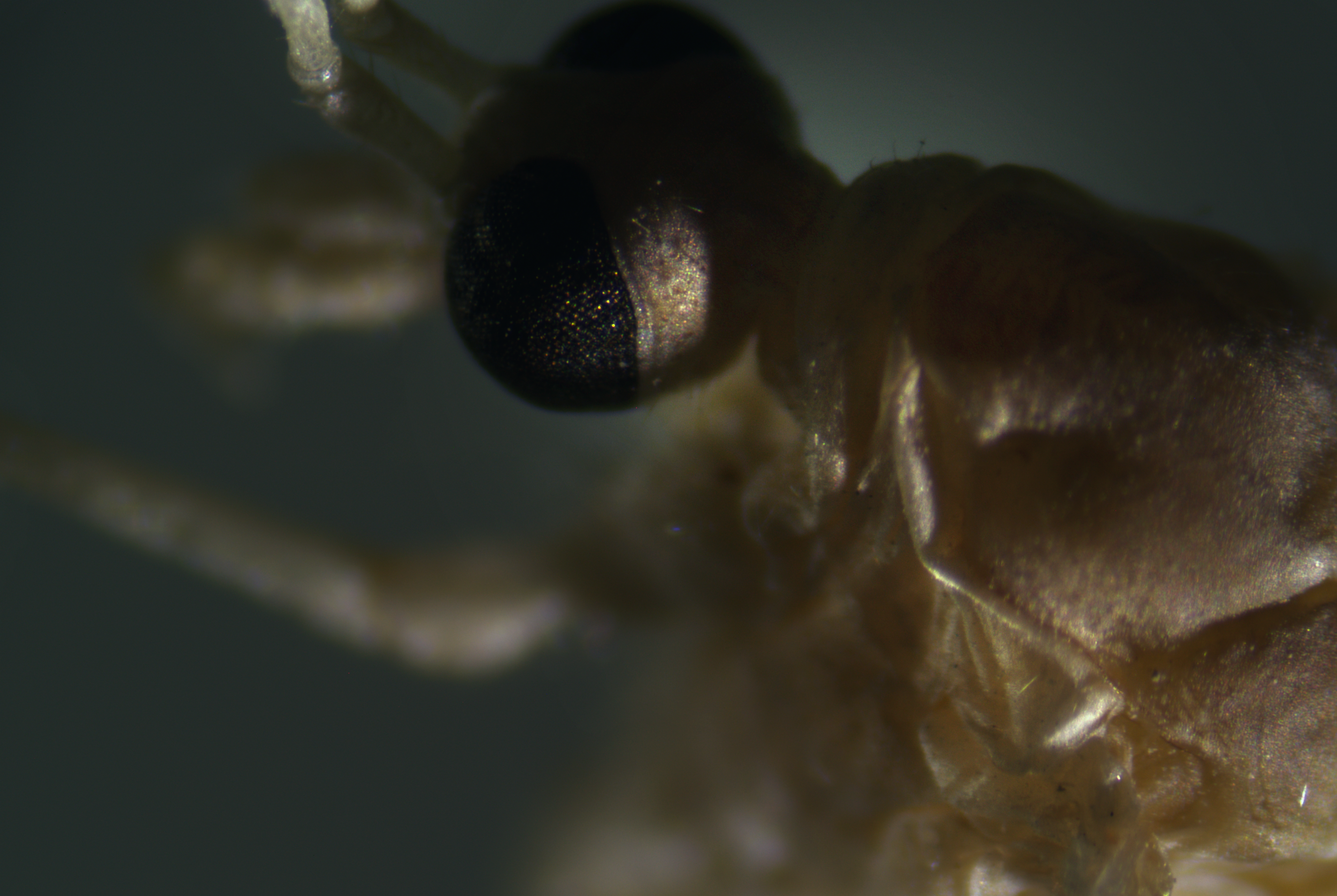 Microscopy Cover Web Page.png