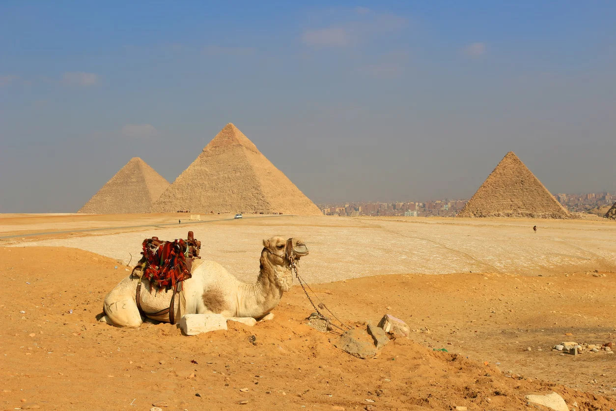 Camel-The-Pyramids-of-Egypt-at-Giza-636739122_1257x838.jpeg