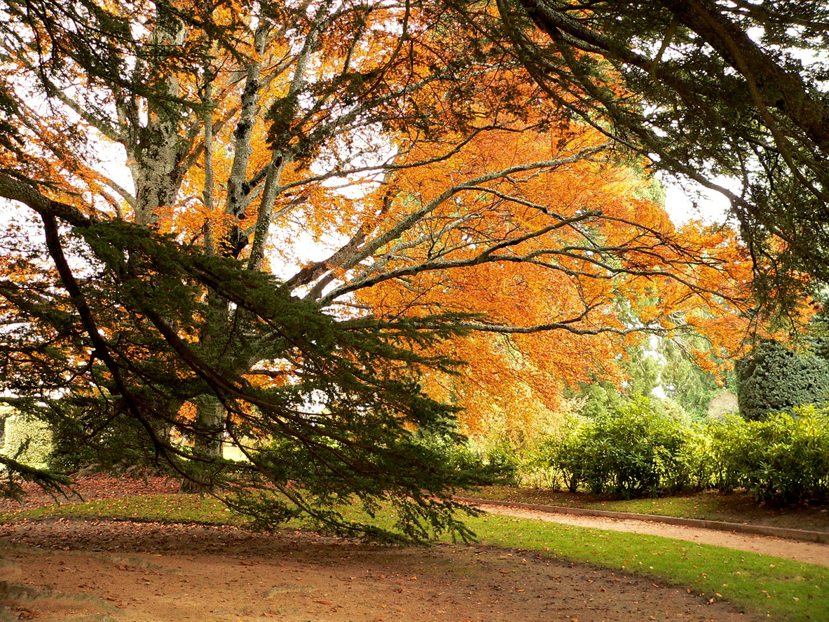 Autumn-color-trees-in-San-Ildefonso,-Madrid-577957236_1185x889.jpeg