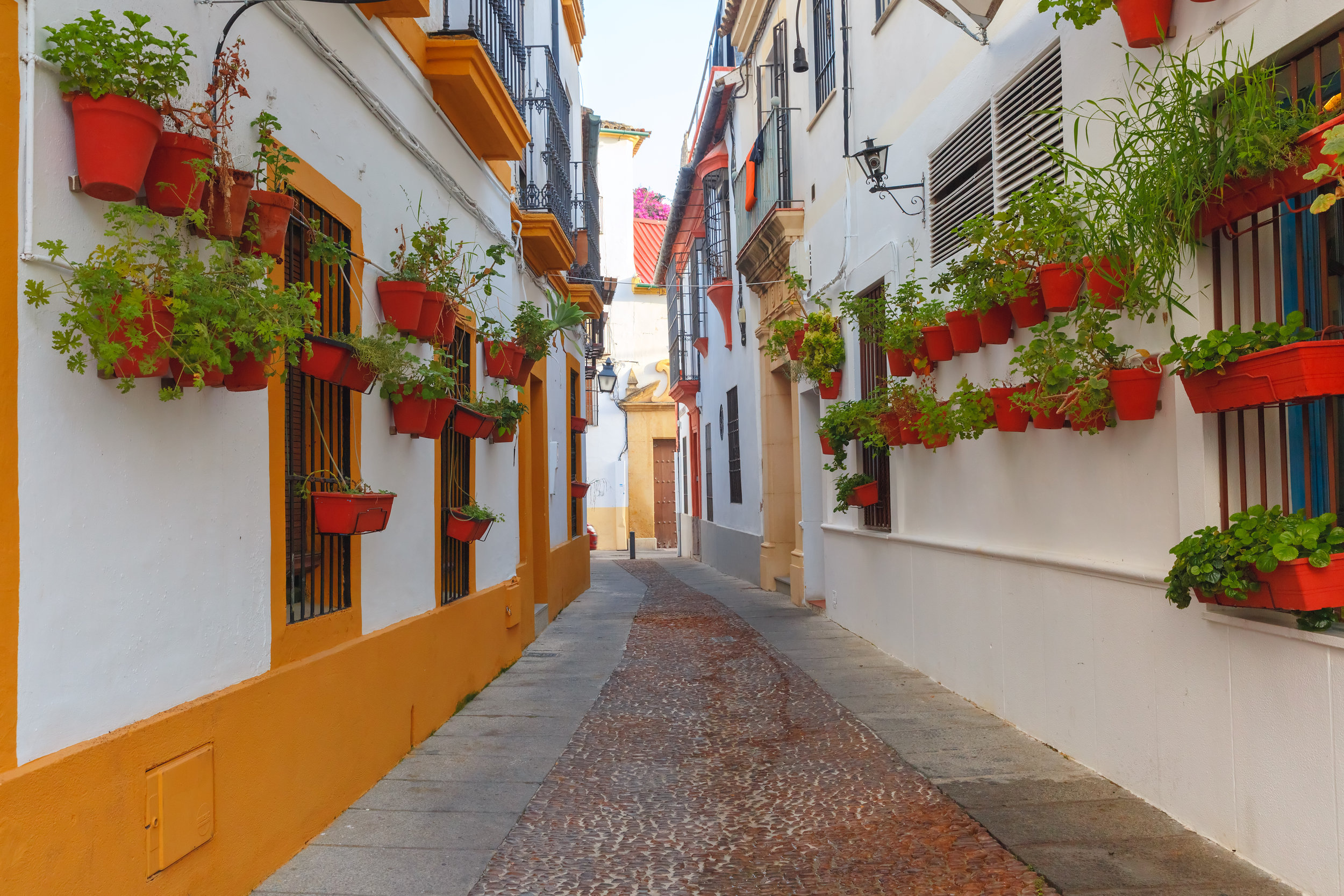 Flowers-on-street-Cordoba,-Andalusia,-Spain-623359822_4500x3000.jpeg