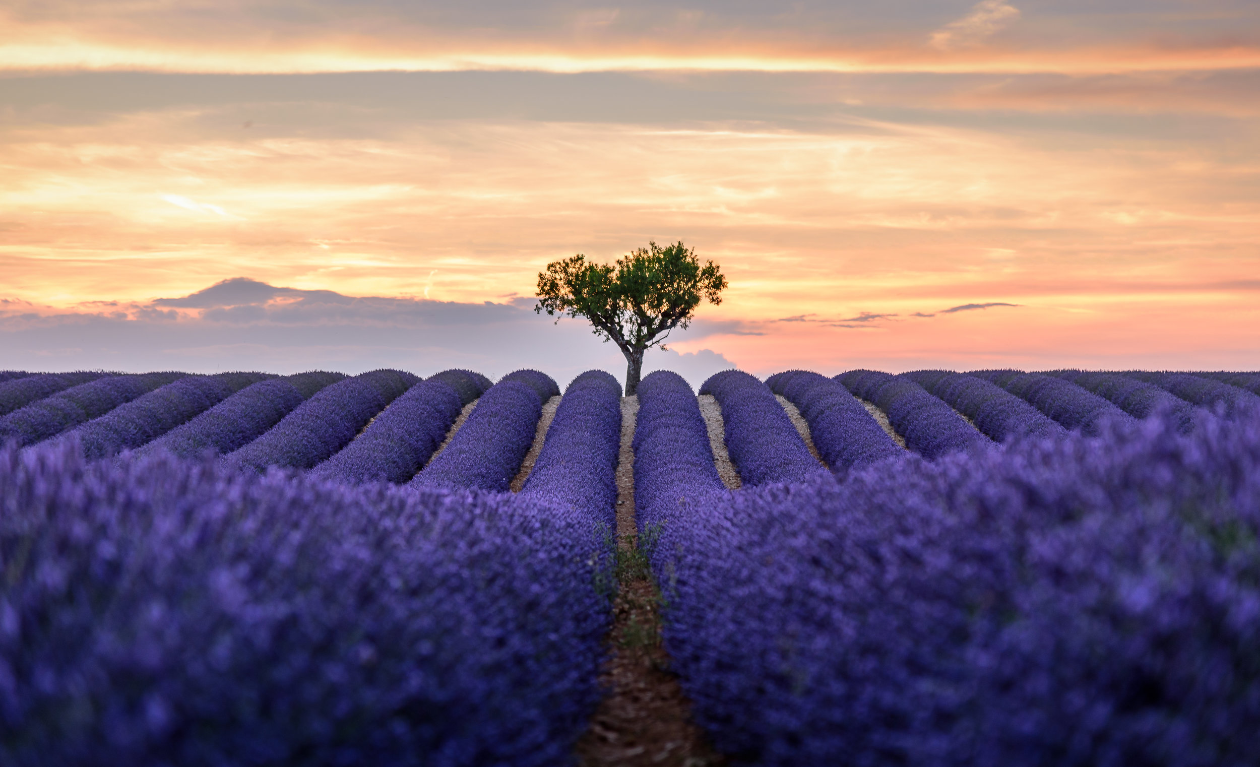 lonely-tree-in-the-lavender-field-667575296_6002x3653.jpeg