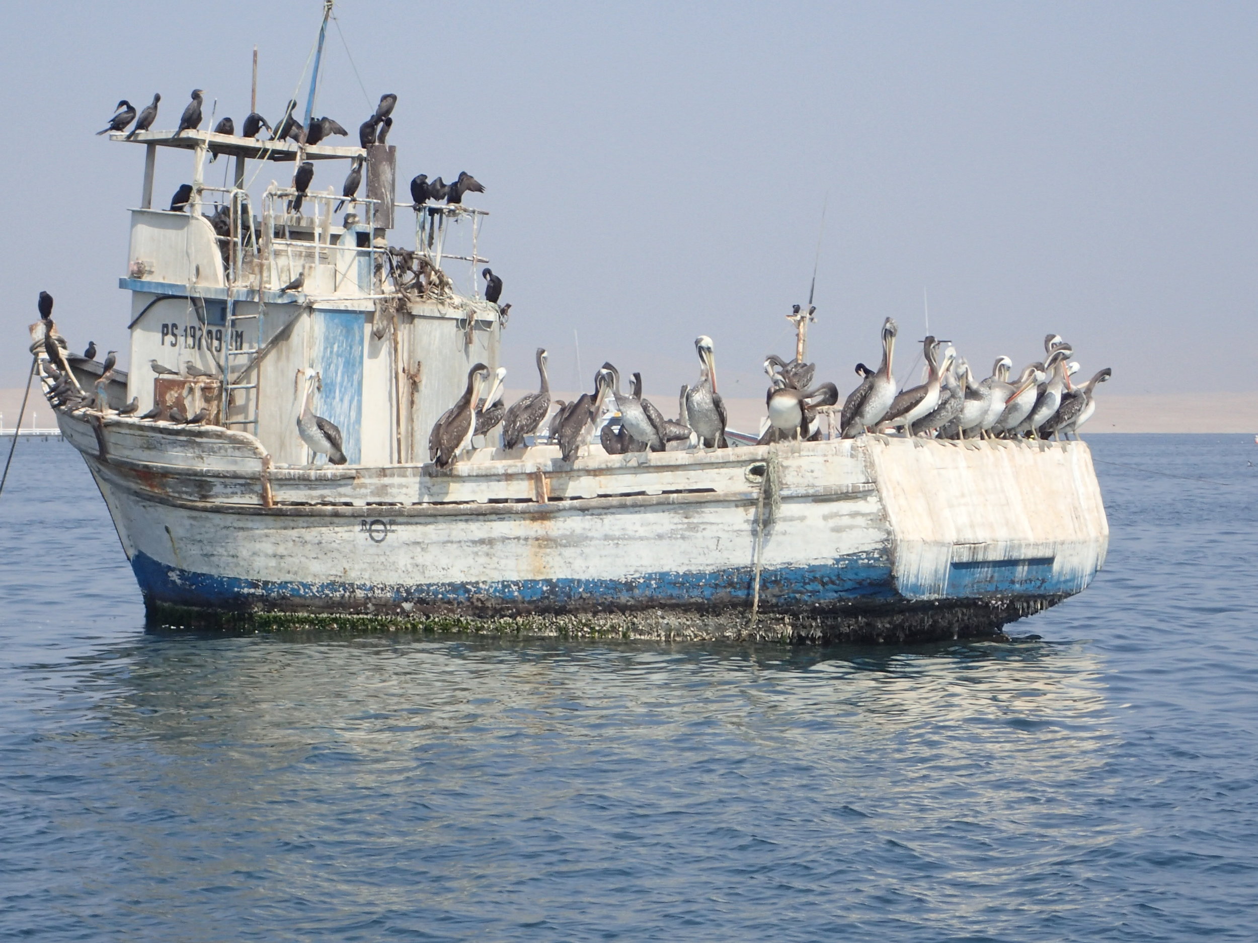 paracas pelicans.jpg