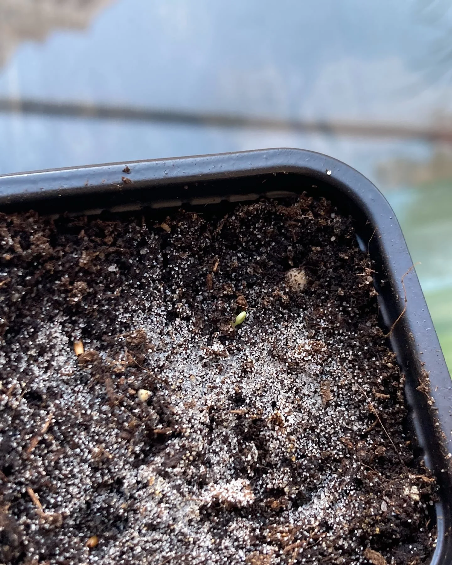 Aan alle wilde harten met dahlia-dochters: 👩🏼&zwj;🌾🪏🪴 jullie zijn zo goed bezig! Ik kreeg veel foto&rsquo;s van jullie beste opvoedkundige zorgen voor deze mooie uitgebreide dahlia-stamboom. Stilaan tijd om de dochters buiten te zetten - wanneer