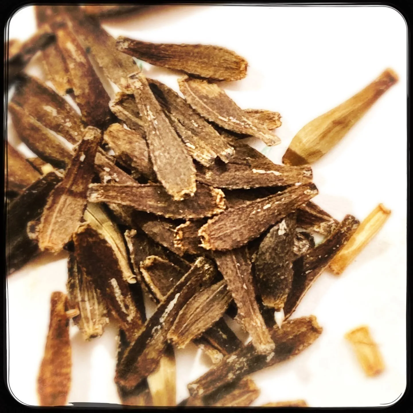 Voor de wilde harten onder ons: ik stuur je graag 10 dahlia-zaadjes bomvol mogelijkheden... Meld je aan via mijn website en je krijgt ze in je bus! 

Deze kleine dahlia-zaadjes oogstten we met veel geduld en liefde in oktober, aan de ronde keukentafe