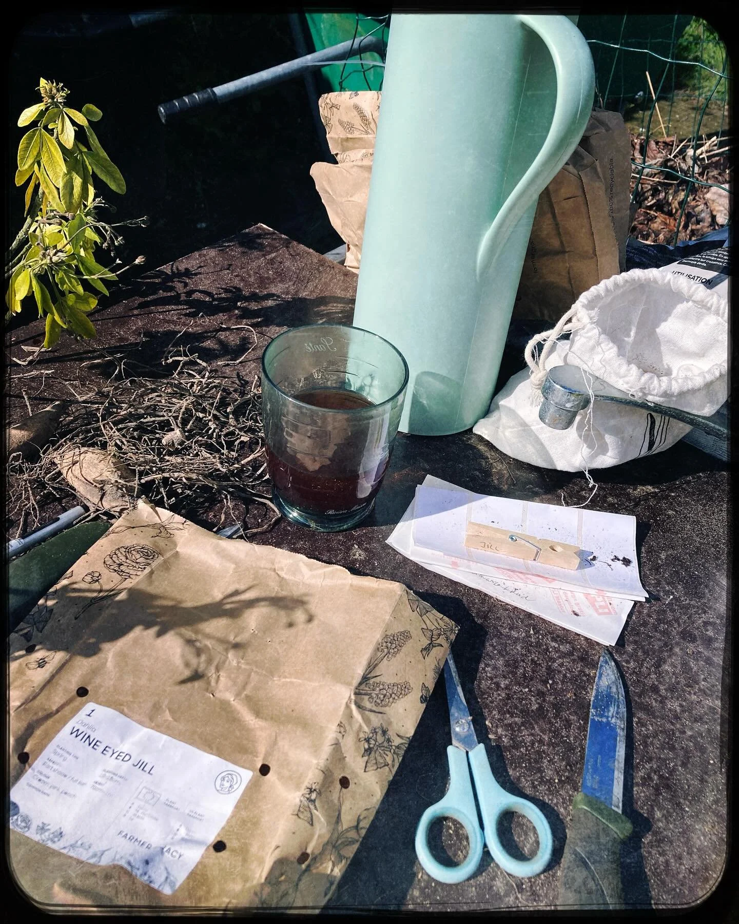 Dahlia&rsquo;s grootbrengen. Twee jaar geleden gestart met 12 dahlia&rsquo;s. Vandaag met 65 zonen en dochter-dahlia&rsquo;s uit die 12 stammoeders. Vochtig houden in de winter, splitsen, voortrekken in alle kamers van ons huis, planten en dan dit si