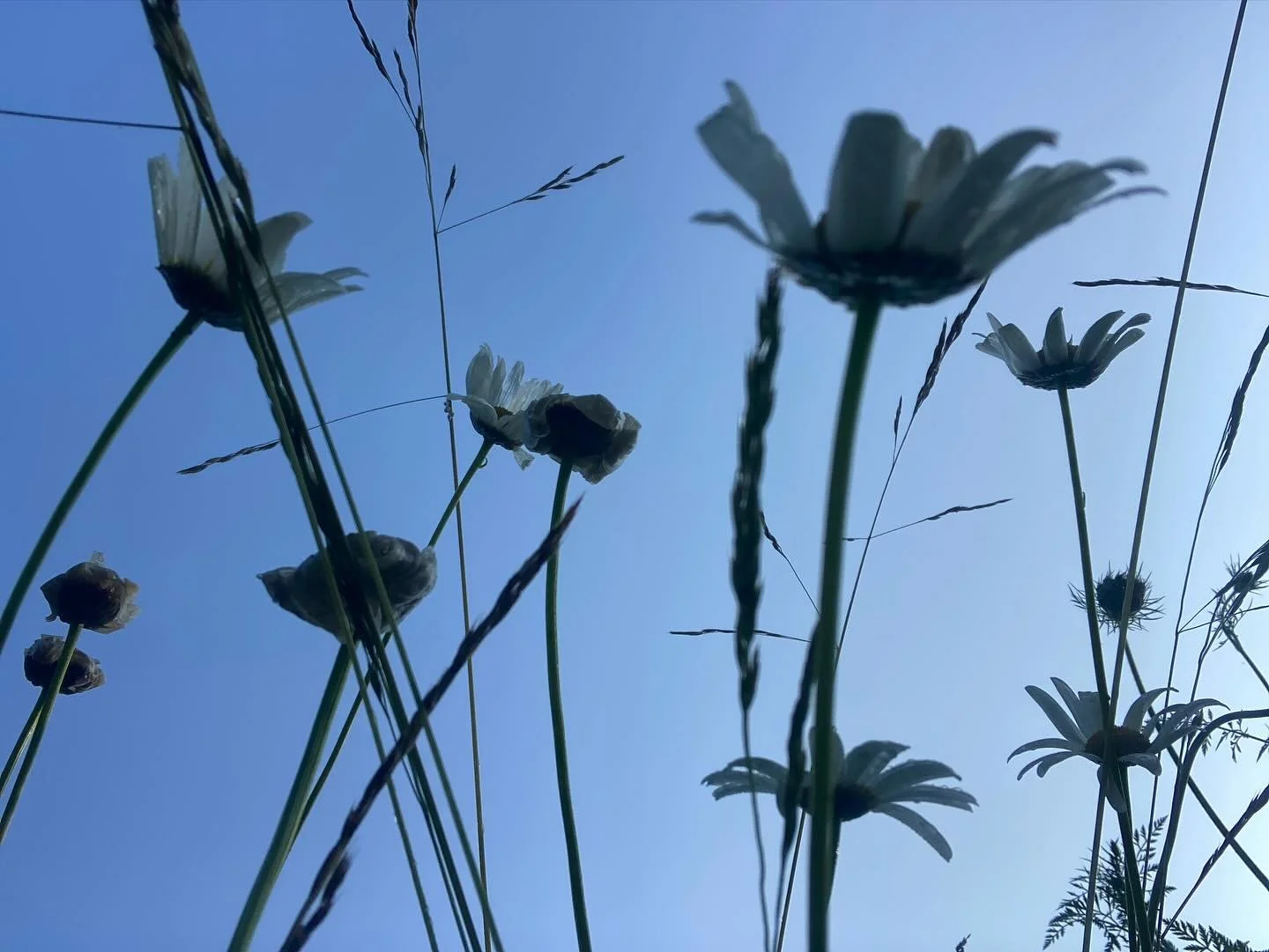 Twee jaar geleden veranderden we de schapenwei in een ecologische bloemenwei. Vorig jaar stond de wei er prachtig en vol bij. Maar ik had niet aan het beheer gedacht. An en Frank van @inmybackyard.be legden me toen uit wat maaibeheer is en hoe ik het