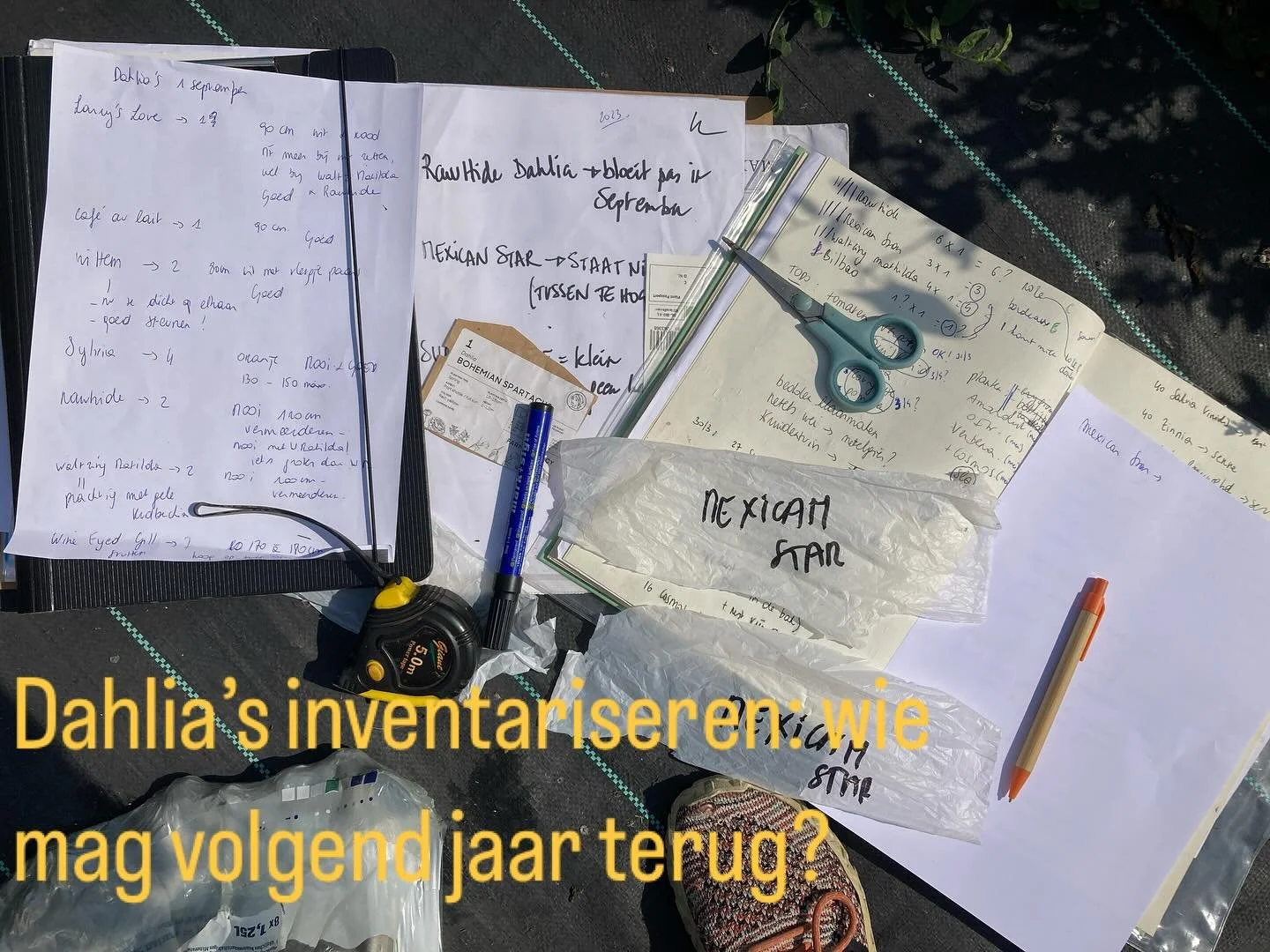 Laatste dag van de zomervakantie. 🤩#seasonalflowers #naturalgarden #gardenfun #gardeninglife #flowers #bloemen #gardeningisgoodforthesoul #lovelife #goodlife #homemade #mygreenparadise #groenparadijs #lezenentuinieren #readingandgardening #kwekerijk