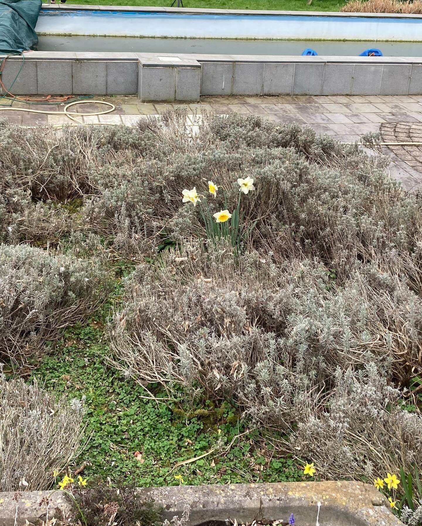 Weekendje lavendel vernieuwen. With a little help from my friends. Ik kan niet meer stappen nu. 🪻#lavender #bloemen #gardening #flowers #ikkannietmeer #stijf #lievevriendinnen #lovelykids #thankyou