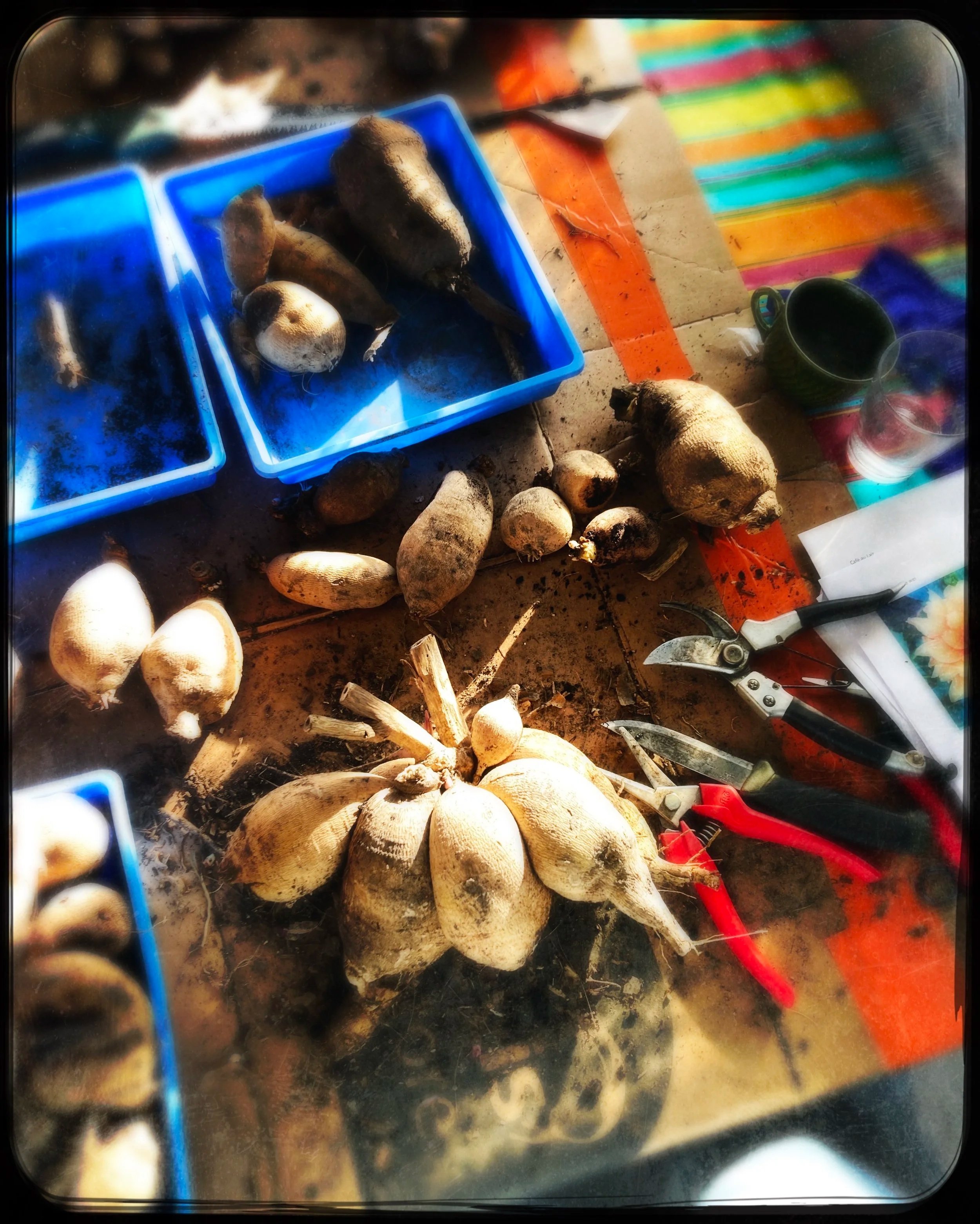 Hoe plant je dahlia-knollen?