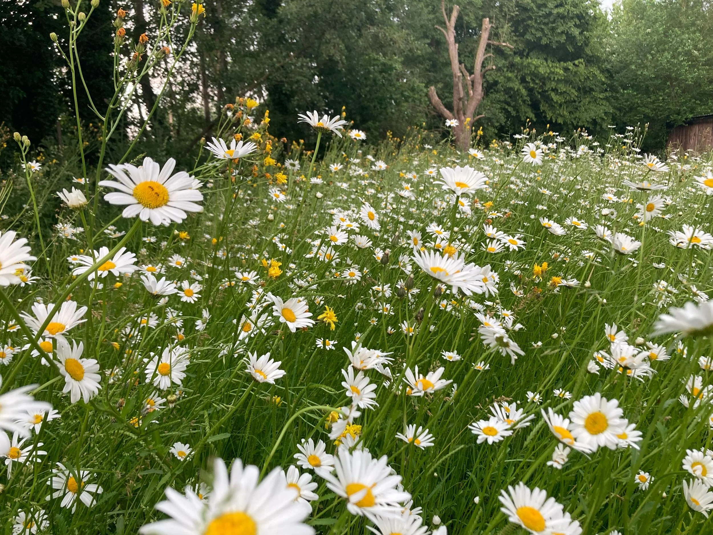 Margriet-Mei. Wandeling in de Wei. #flowers #mygreenparadise #bloemen #lovelife #vankorteduur