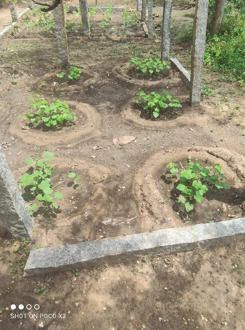 CRUSADE DEC 22 - Pudupakkam kitchen garden.jfif