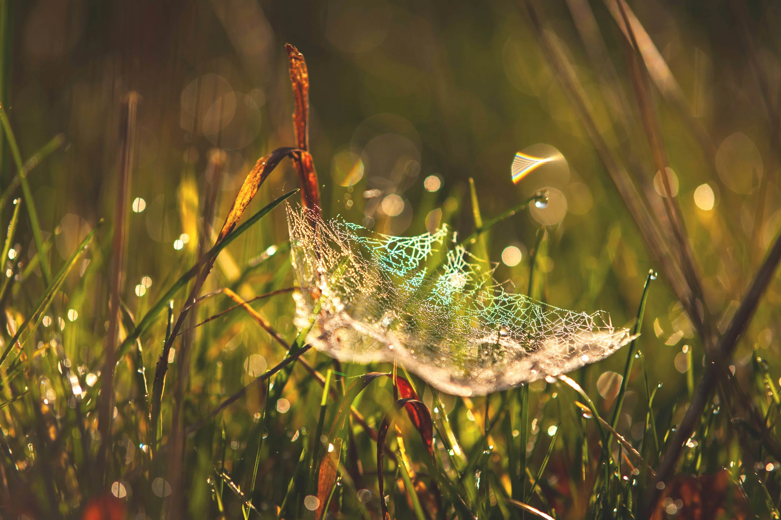 Close-up of a spiderweb with dew drops, set among green grass, illuminated by warm sunlight.