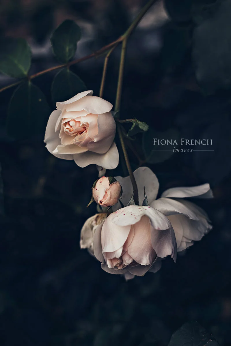 Cornish Rose wm.jpg