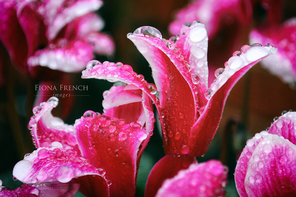 cyclamen rain_2.jpg