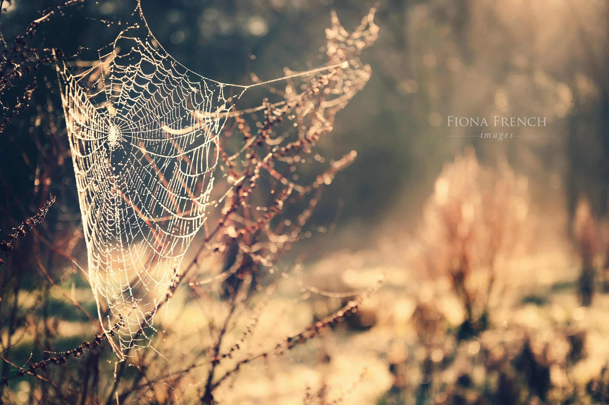 cobweb-33mw2.jpg
