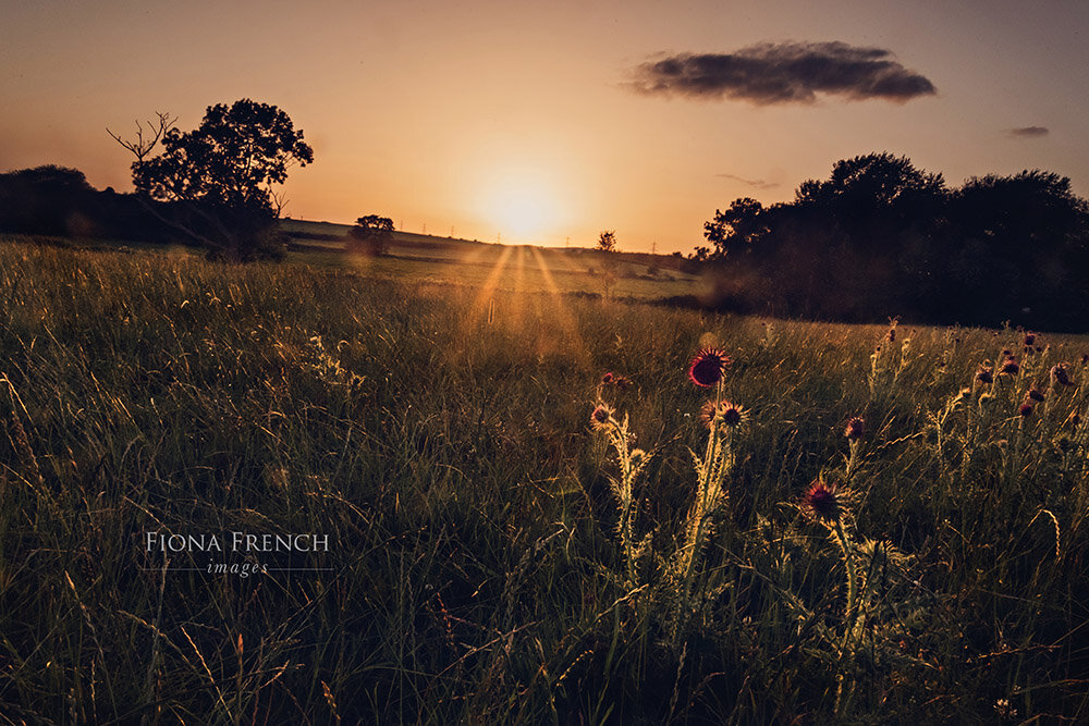 Thistle field sunset wm.jpg