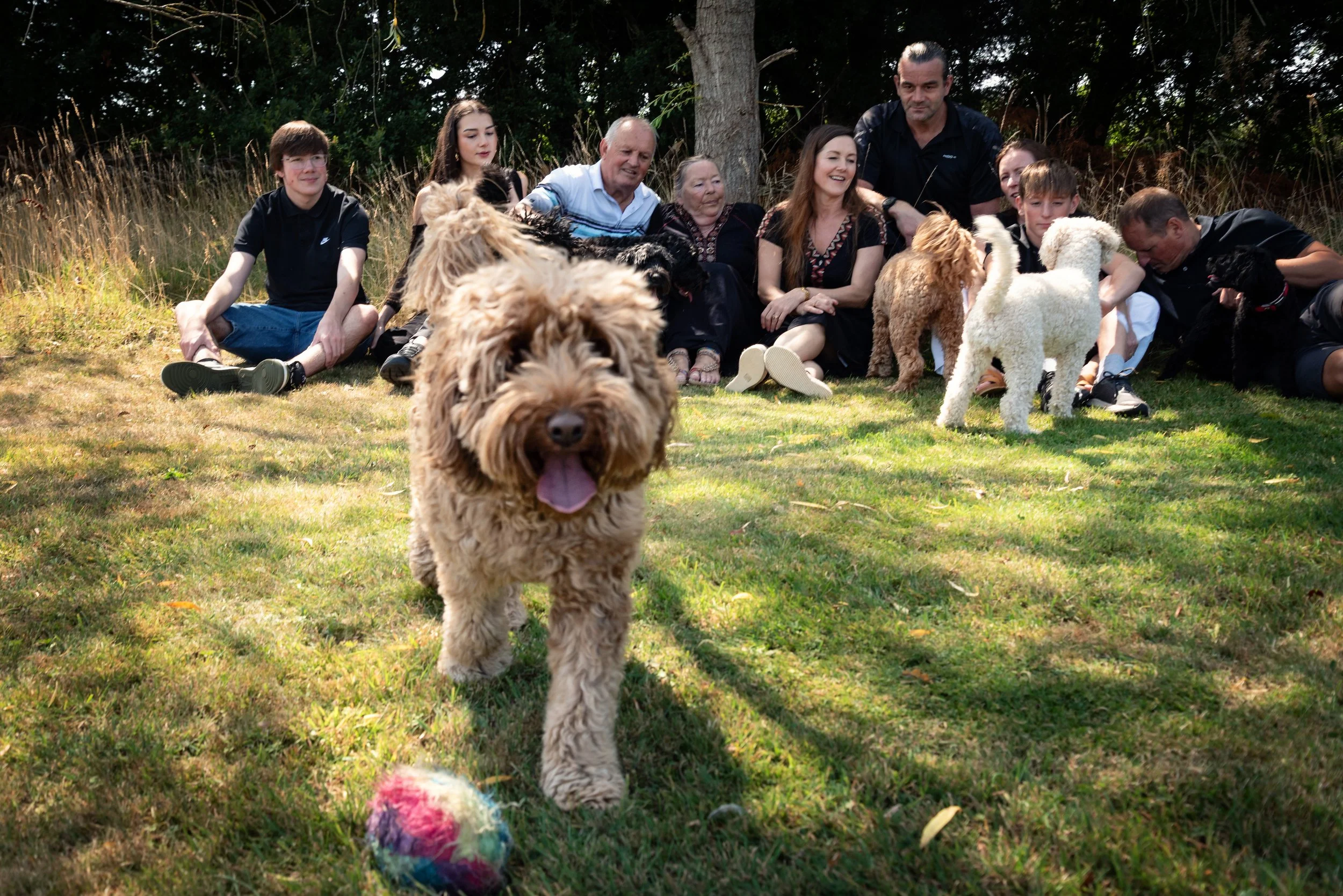 Group of people sitting on grass with dogs, one dog in foreground playing with a colorful ball.