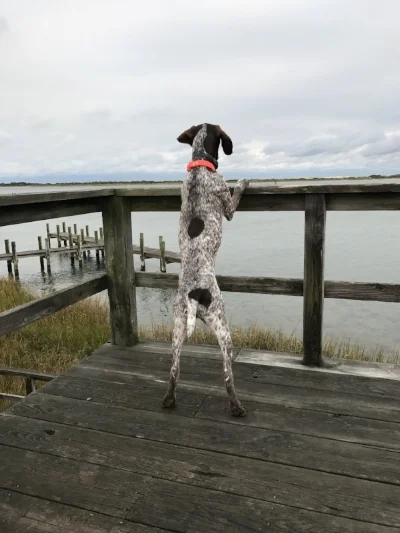 Jackson looking out at the wild ponies of Assateague Island